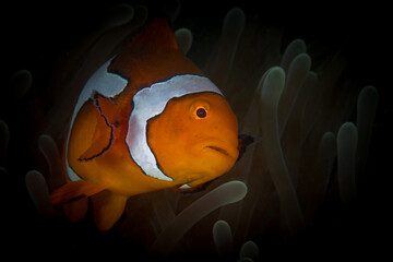  Clownfish swimming in front of its home anemone (Amphiprion ocellaris)