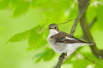 Bonte Vliegenvanger, European Pied Flycatcher, Ficedula hypoleuca hypoleuca