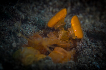  Colorful mantis shrimp peering out from its hole