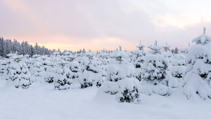 Fototapeta na wymiar Snow covered Christmas tree plantation in the low mountain range, Rothaargebirge, Germany