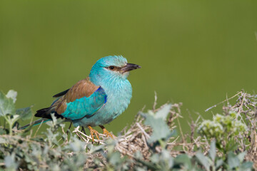 Scharrelaar, European Roller, Coracias garrulus semenowi