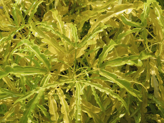 Closeup of a Melicope denhamii ornamental flowering plans in the garden © Aleq Aleq/Wirestock