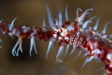 Close up detail of ghostpipefish on coral reef