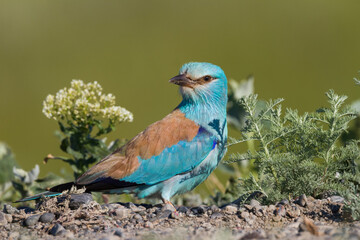 Scharrelaar, European Roller, Coracias garrulus semenowi