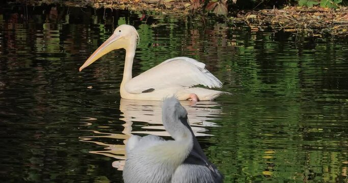 Dalmatian pelican (Pelecanus crispus) is the largest member of the pelican family, and perhaps the world's largest freshwater bird, although rivaled in weight and length by the largest swans.