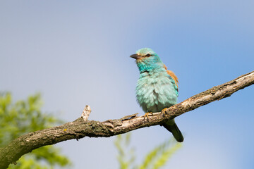 European Roller, Scharrelaar, Coracias garrulus ssp. garrulus