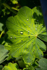 Blatt mit Wassertropfen