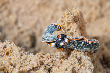 Nudibranch sea slug crawling around muck diving site