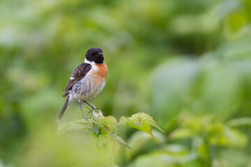 Fototapeta premium Roodborsttapuit, European Stonechat, Saxicola torqatus rubicola