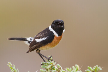 Roodborsttapuit, European Stonechat, Saxicola torqatus rubicola