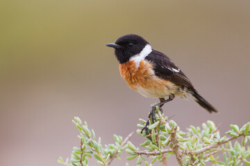 Fototapeta premium Roodborsttapuit, European Stonechat, Saxicola torqatus rubicola