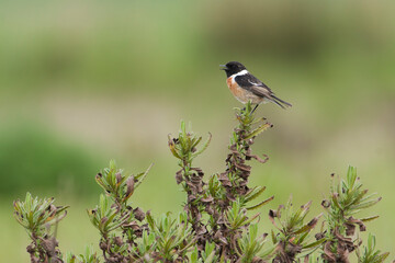 European Stonechat, Roodborsttapuit, Saxicola torqatus ssp. rubicola