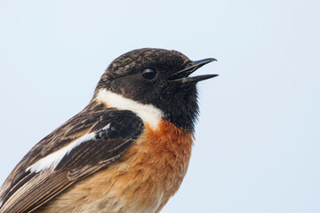 European Stonechat, Roodborsttapuit, Saxicola torqatus ssp. rubicola