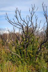 Renaissance après l'incendie