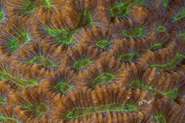  Close up colorful detail of coral polyps