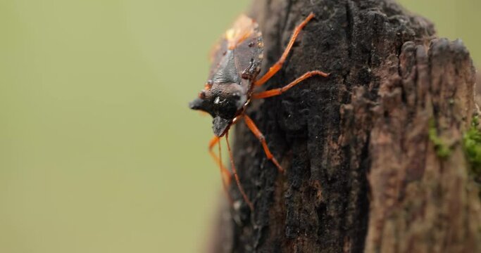 Forest bug or red-legged shieldbug (Pentatoma rufipes) is a species of shield bug in the family Pentatomidae, commonly found in most of Europe. It inhabits forests, woodlands, orchards, and gardens