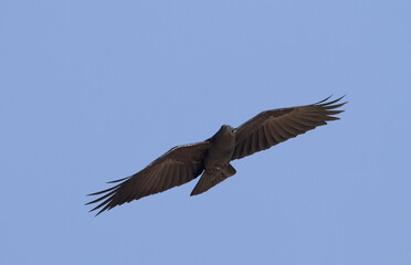 Waaierstaartraaf, Fan-tailed Raven, Corvus rhipidurus