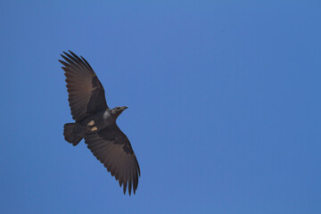 Waaierstaartraaf, Fan-tailed Raven, Corvus rhipidurus