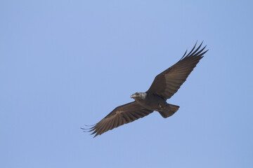 Waaierstaartraaf, Fan-tailed Raven, Corvus rhipidurus