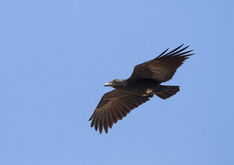 Waaierstaartraaf, Fan-tailed Raven, Corvus rhipidurus