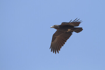 Fototapeta premium Waaierstaartraaf, Fan-tailed Raven, Corvus rhipidurus