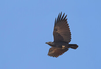 Waaierstaartraaf, Fan-tailed Raven, Corvus rhipidurus