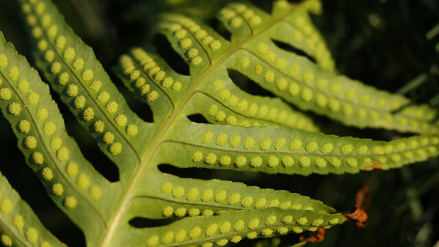 Soros en las frondes de un helecho en Cantabria, Espa&ntilde;a