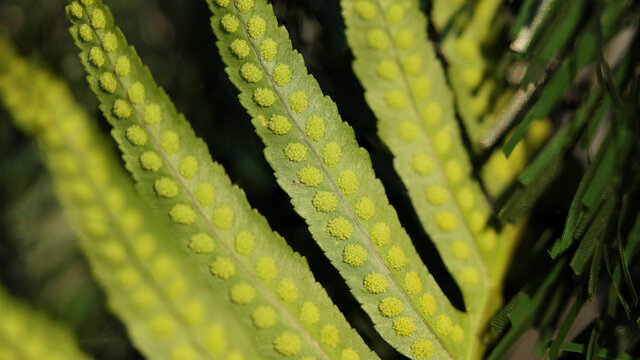 Soros en las frondes de un helecho en Cantabria, Espa&ntilde;a