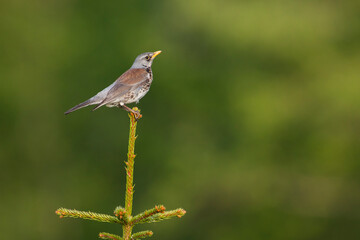 Kramsvogel, Fieldfare, Turdus pilaris