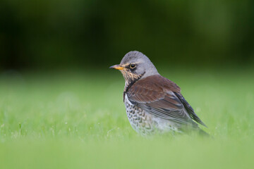 Kramsvogel, Fieldfare, Turdus pilaris