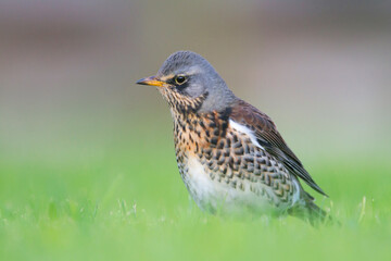 Kramsvogel, Fieldfare, Turdus pilaris