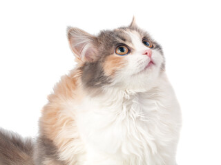 Bright fluffy kitten cat portrait isolated on the white