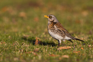 Fototapeta premium Kramsvogel, Fieldfare, Turdus pilaris