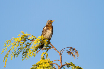 Kramsvogel, Fieldfare, Turdus pilaris