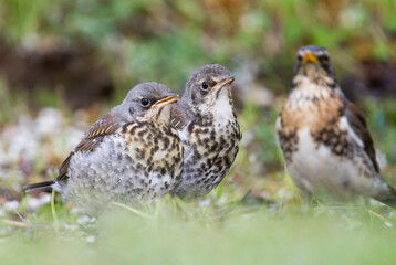 Kramsvogel, Fieldfare, Turdus pilaris