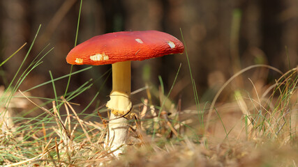 Amanita Muscaria en el Pantano del Ebro, Cantabria, España
