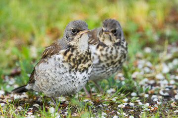 Kramsvogel, Fieldfare, Turdus pilaris