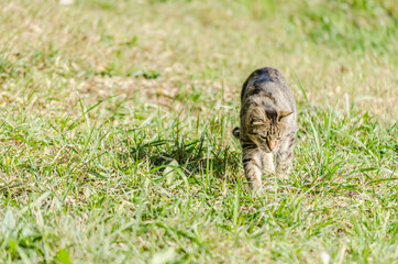 Portrait of a gray cat on spring fresh grass 