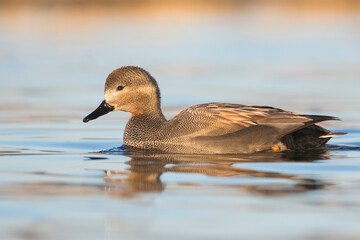 Krakeend, Gadwall, Anas streperea