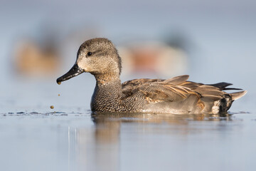 Krakeend, Gadwall, Anas streperea