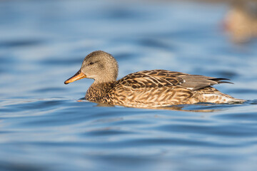 Krakeend, Gadwall, Anas streperea