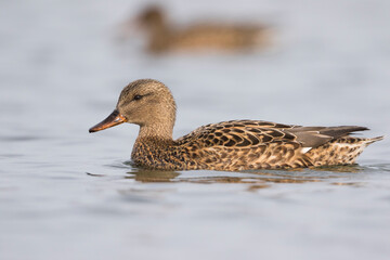 Krakeend, Gadwall, Anas streperea