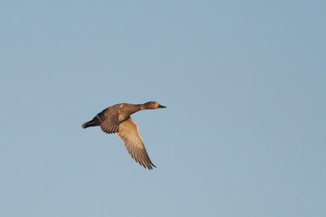 Krakeend, Gadwall, Anas streperea