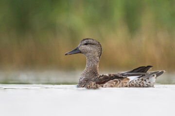 Krakeend, Gadwall, Anas streperea