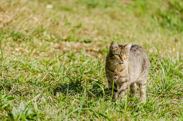 Portrait of a gray cat on spring fresh grass 