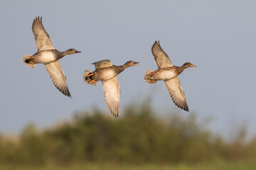 Krakeend, Gadwall, Anas streperea