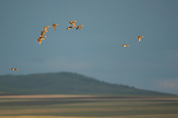 Krakeend, Gadwall, Anas streperea