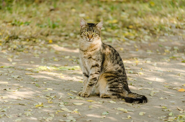 Portrait of a gray cat on spring fresh grass 