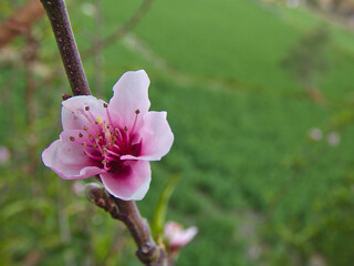 Photograph that shows in detail the view of the cherry blossom, with green fields in the background