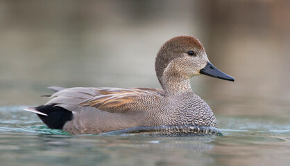 Krakeend, Gadwall, Anas streperea